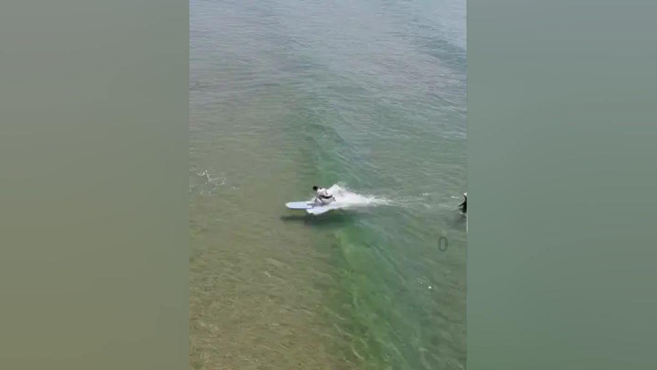 拯救小松鼠